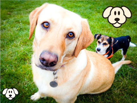 Rachels Doggy Lodge Register Your Dog For Day Care